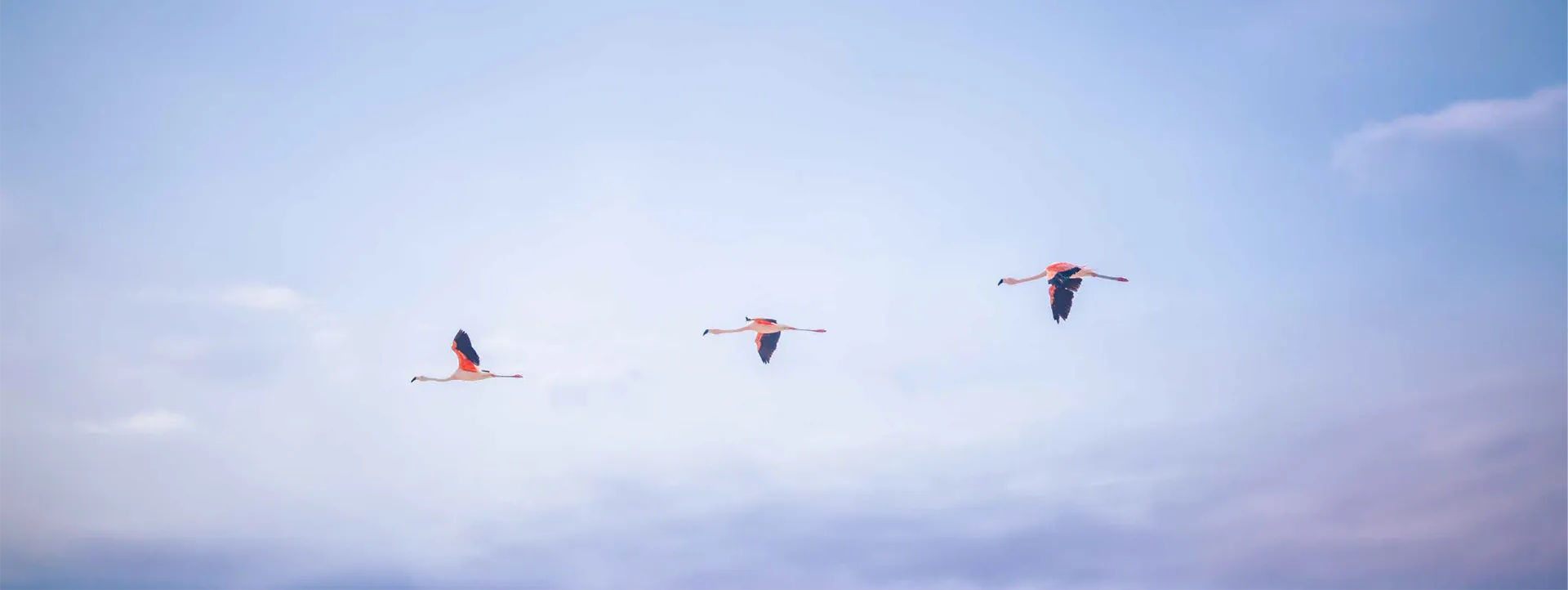 Flamencos en vuelo