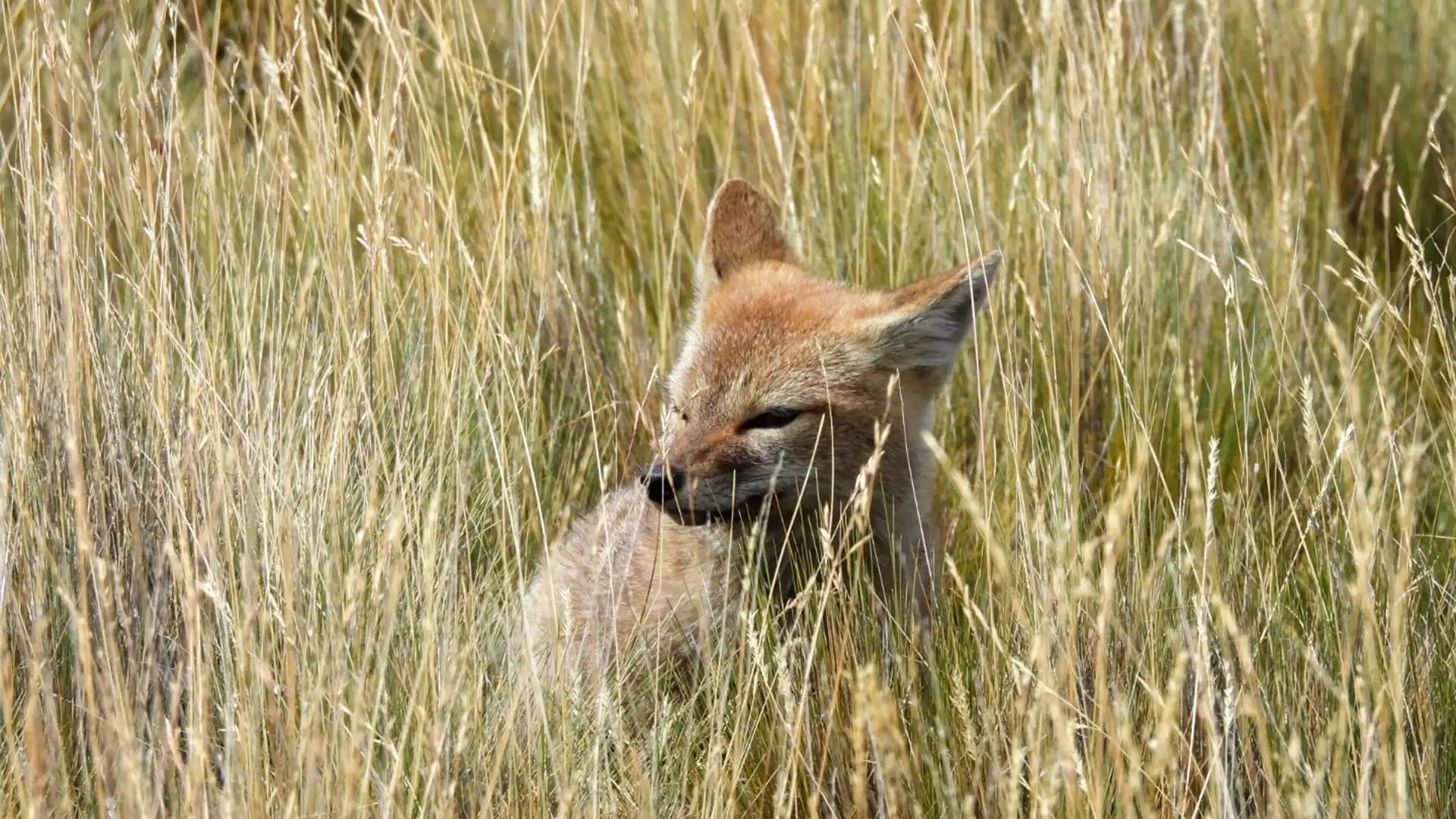 Zorrito